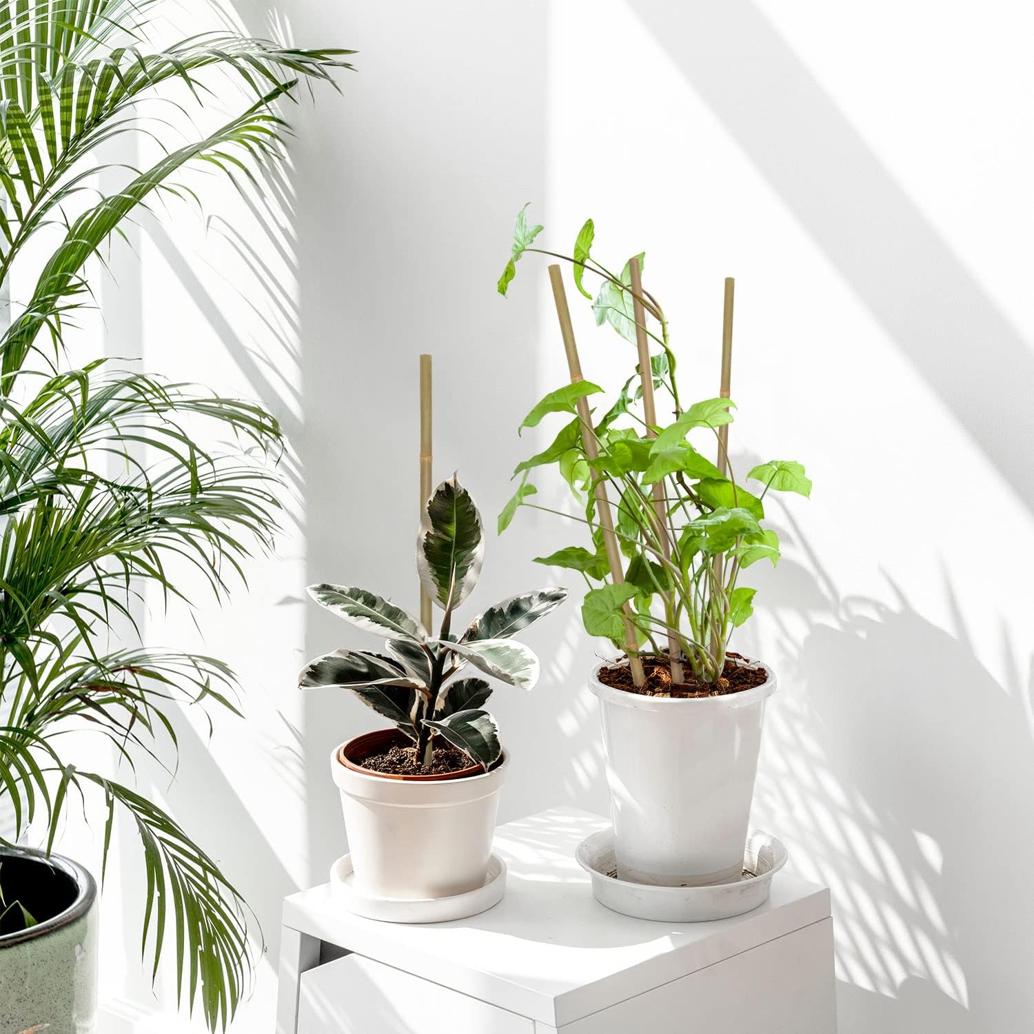 10 Stück, Bambus-Pflanzensteck – Plant Support Stake Bewertung und Preis