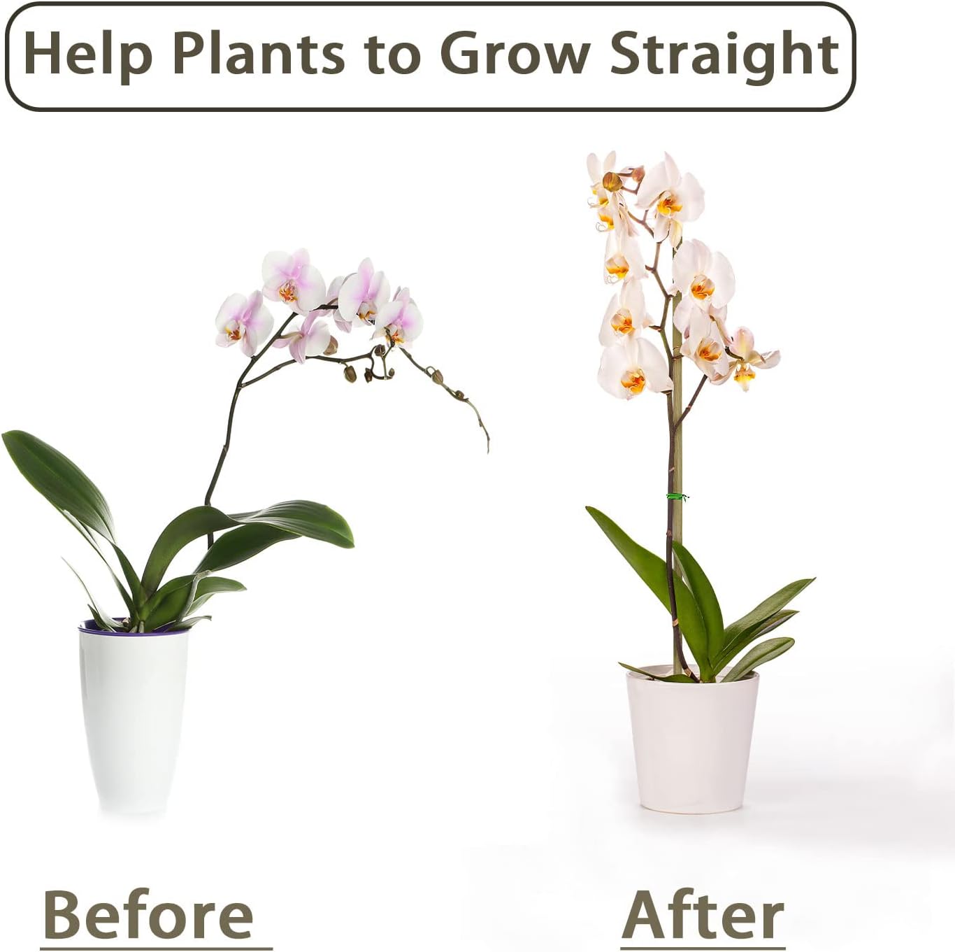 10 Stück, Bambus-Pflanzensteck – Plant Support Stake Bewertung und Preis
