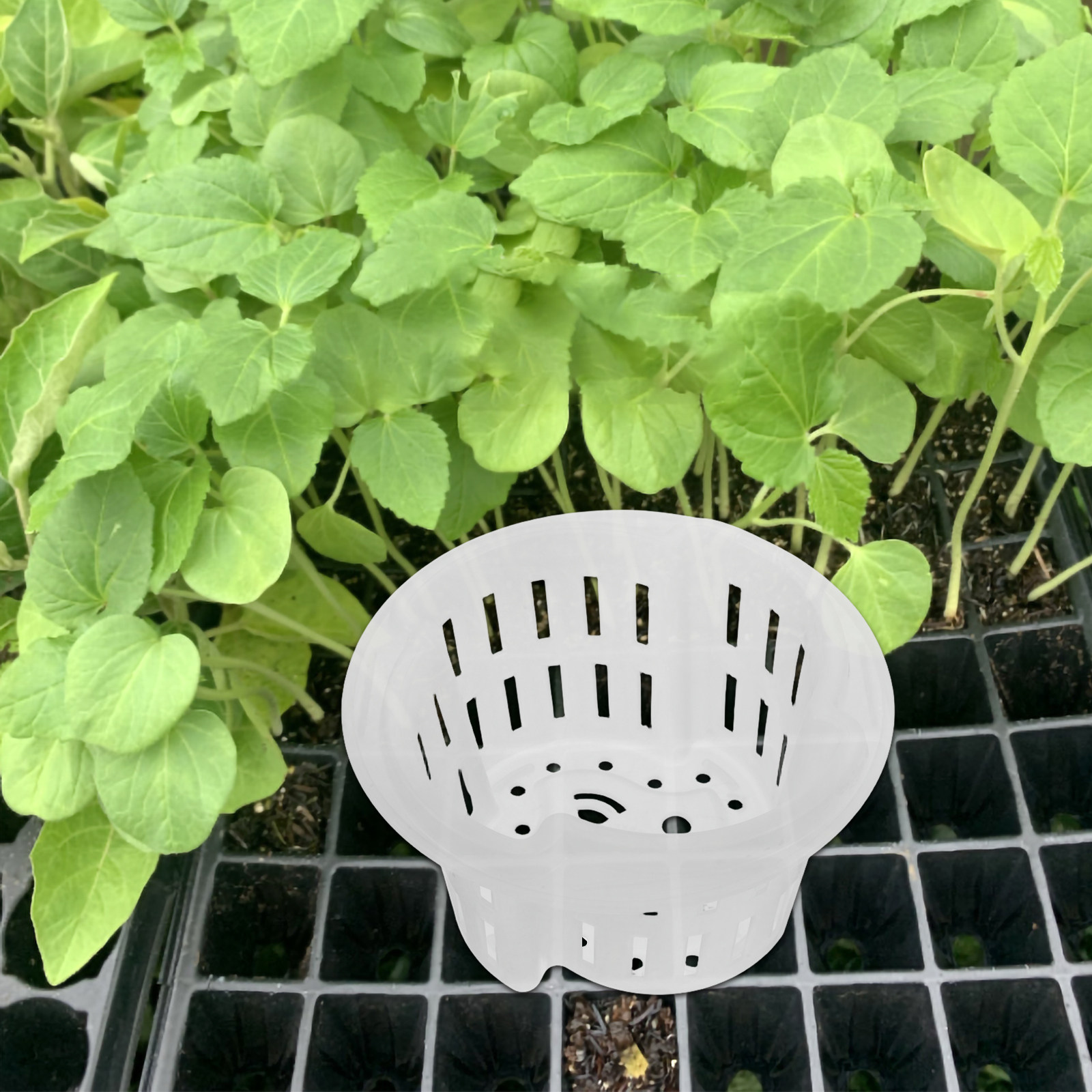 4 Stück Hydroponische Gemüsean – Indoor Plants Bewertung und Preis