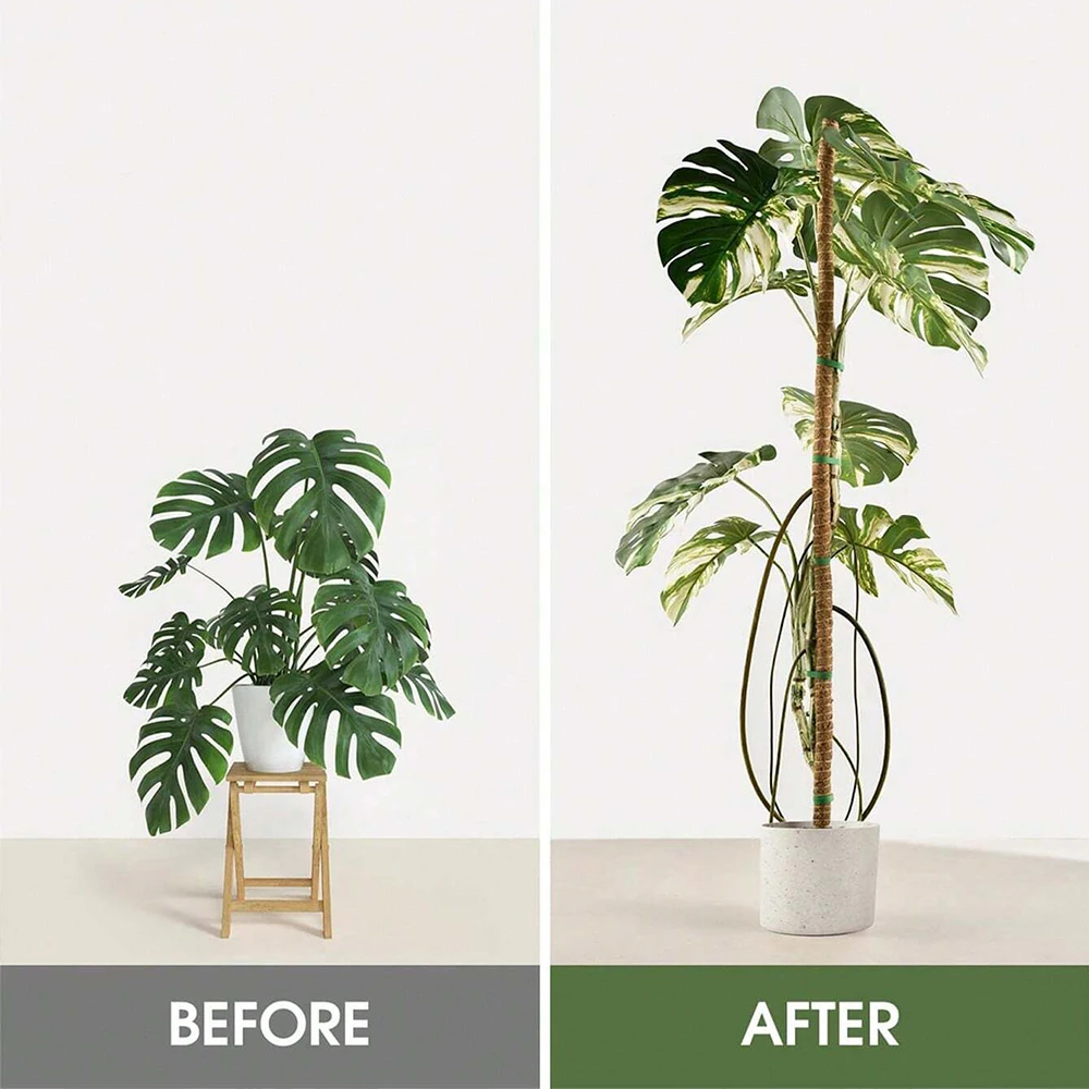 Monstera-Pflanzenstützstäbe au – Plant Support Stake Bewertung und Preis