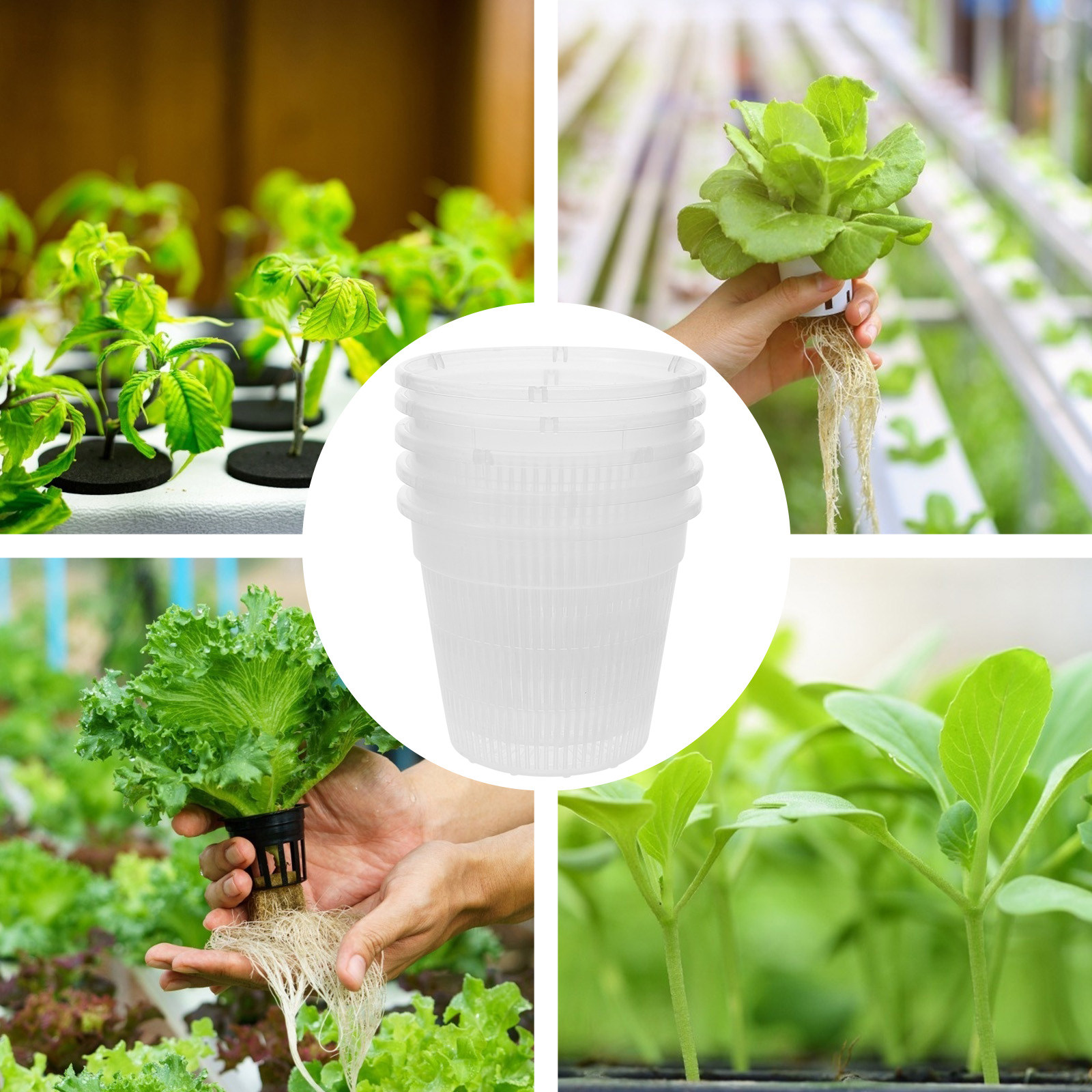 5 Stück Hydroponische Pflanzne – Indoor Plants Bewertung und Preis