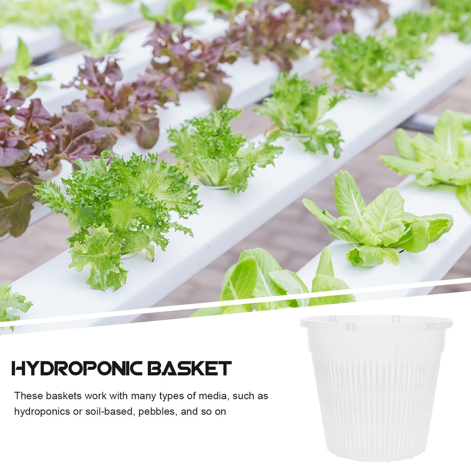 5 Stück Hydroponische Pflanzne – Indoor Plants Bewertung und Preis
