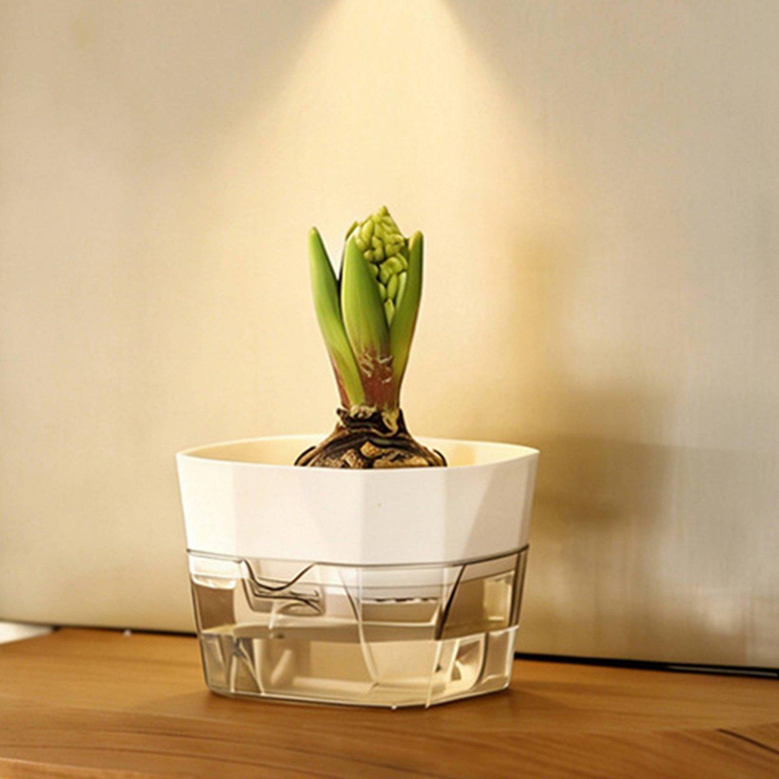 Hydroponische Vase mit Zwei Sc – Indoor Plants Bewertung und Preis