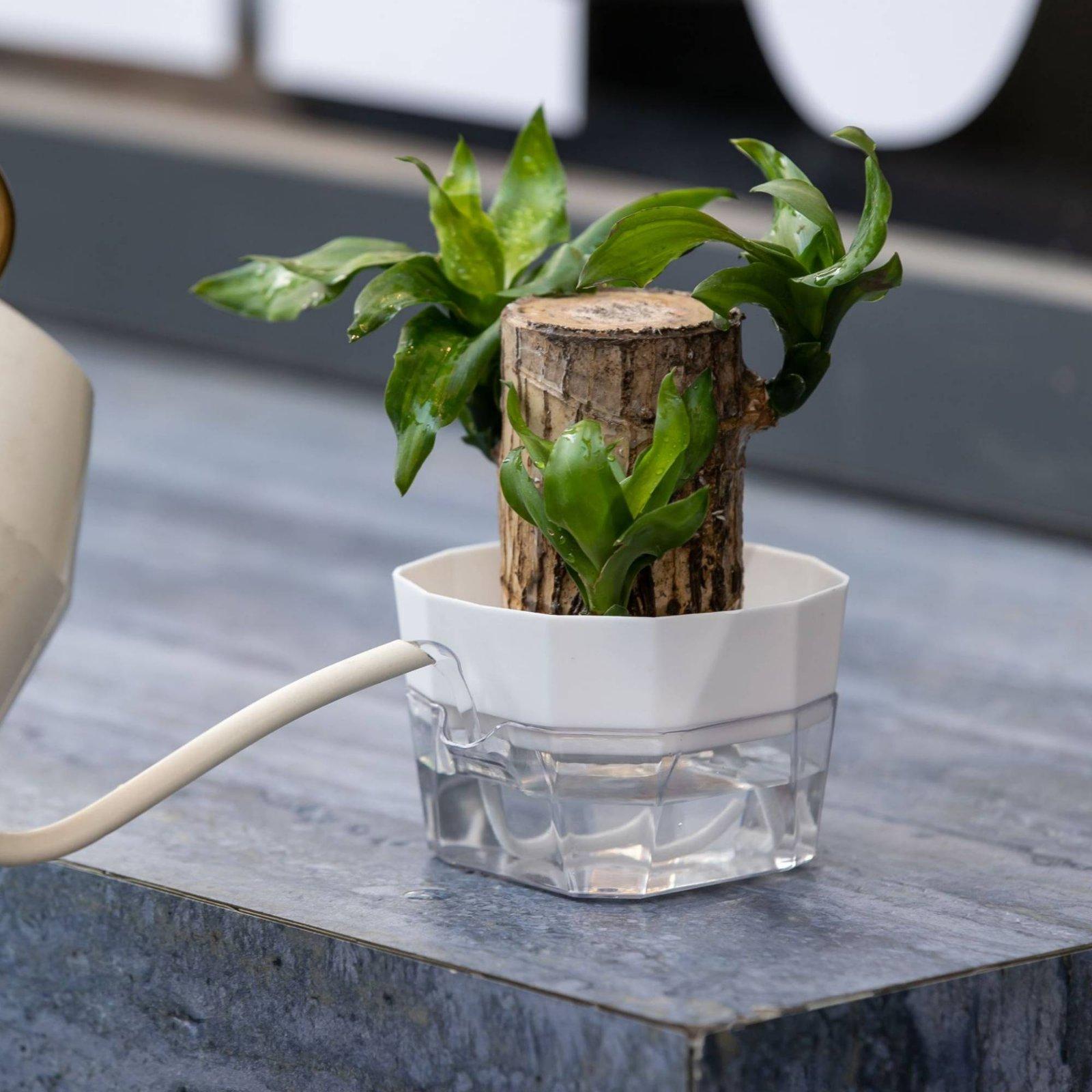 Hydroponische Vase mit Zwei Sc – Indoor Plants Bewertung und Preis