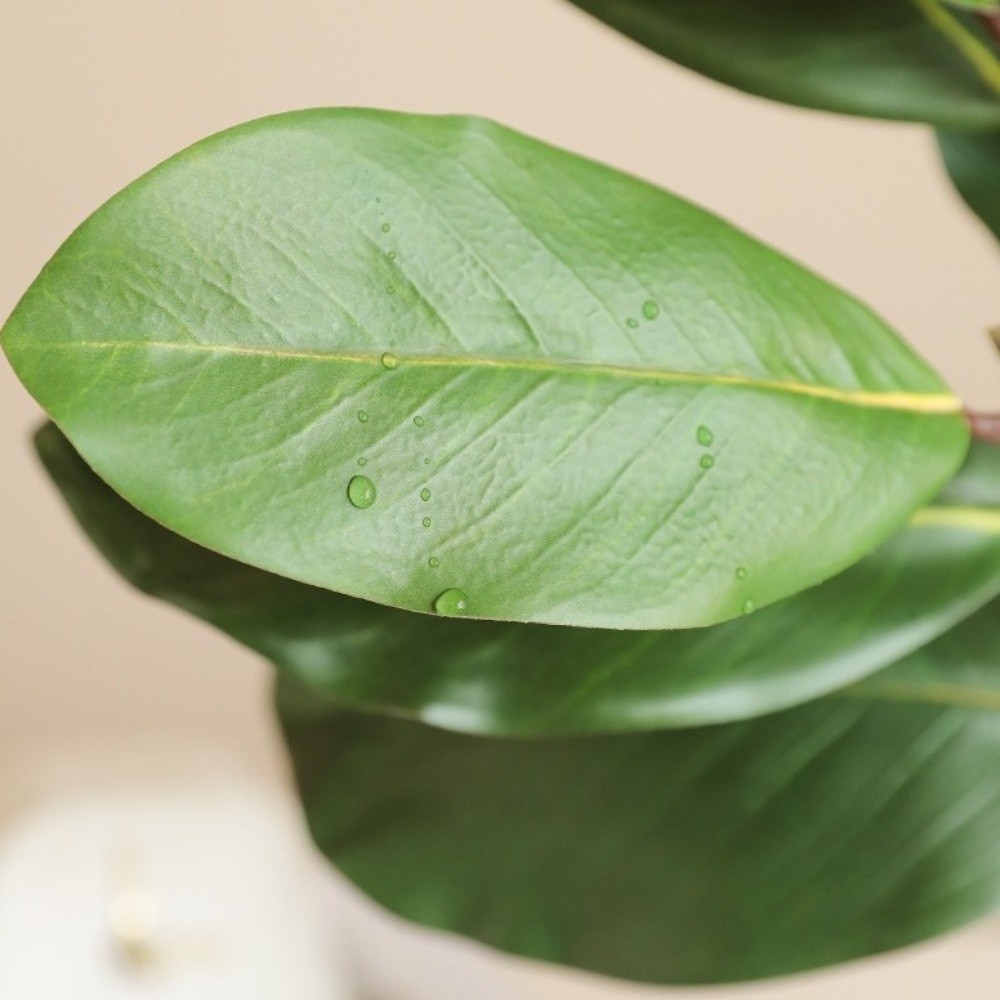 57 cm künstliche Magnolienblät – Snake Plant Bewertung und Preis