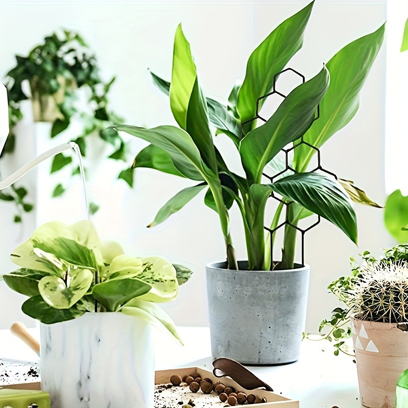 1 Stück Pflanzengestell im Wab – Pothos Bewertung und Preis