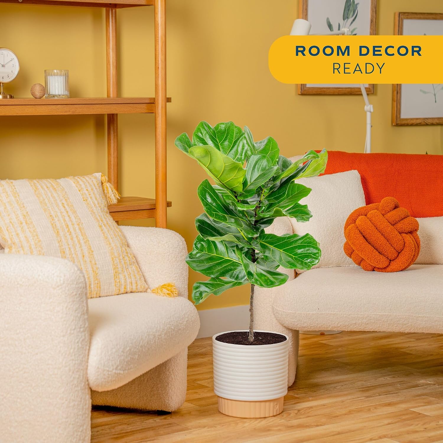 Fiddle-Leaf-Fig-Baum, lebende  – Fiddle Leaf Fig Bewertung und Preis