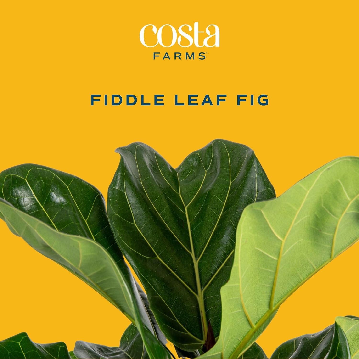 Fiddle-Leaf-Fig-Baum, lebende  – Fiddle Leaf Fig Bewertung und Preis